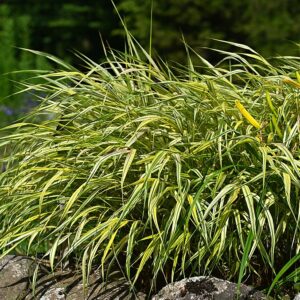 Hakonechloa macra ‘Aureola’ – foto illustrativa della pianta