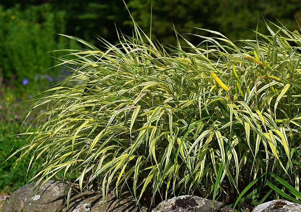 Hakonechloa macra ‘Aureola’ – foto illustrativa della pianta