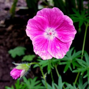 Geranium sanguineum ‘Max Frei’ – foto illustrativa della pianta