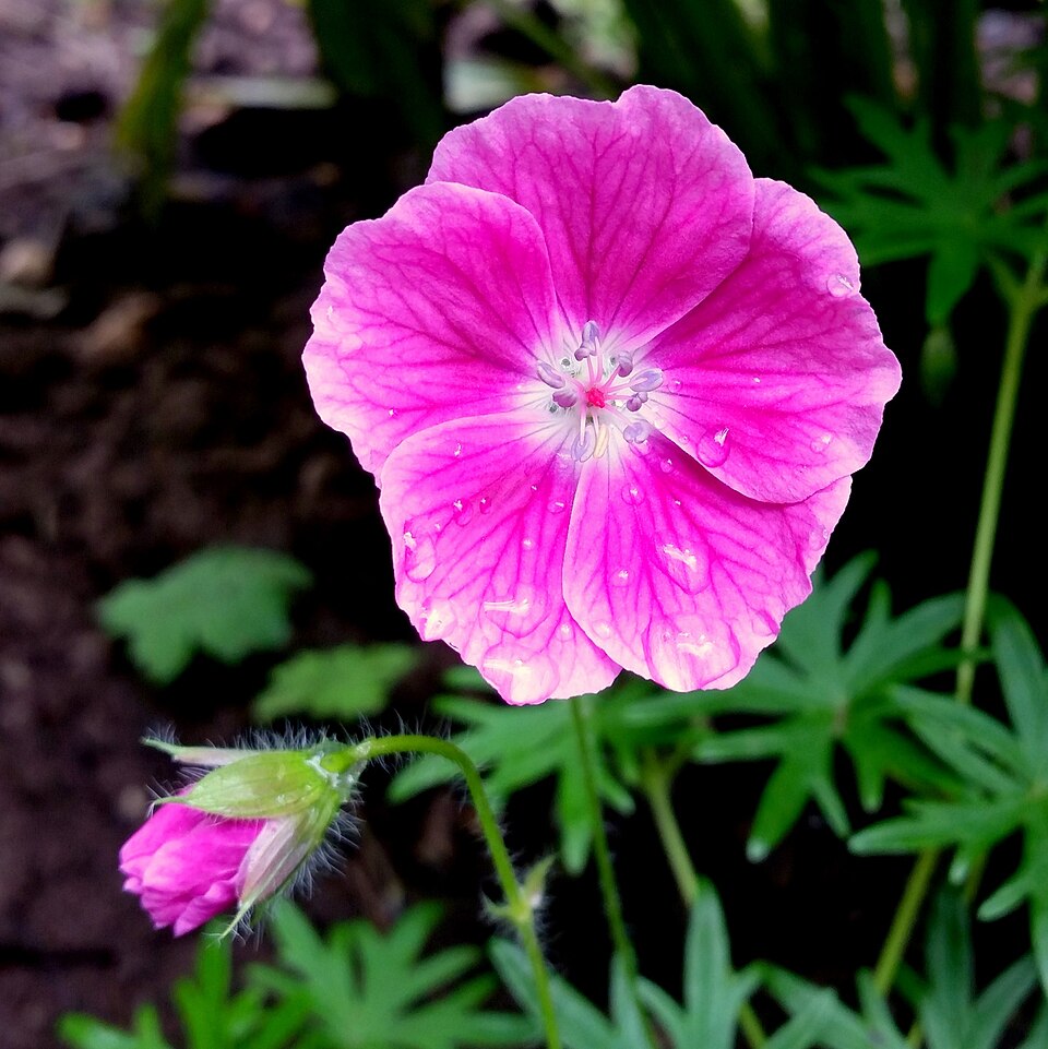 Geranium sanguineum ‘Max Frei’ – foto illustrativa della pianta