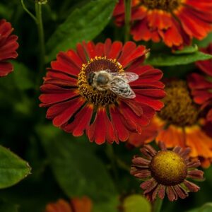 Helenium ‘Salsa’ ® – foto illustrativa della pianta