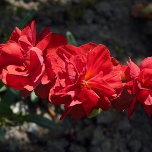 Helianthemum hybridum ‘Amabile Plenum’ – foto illustrativa della pianta