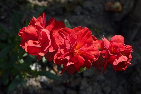 Helianthemum hybridum ‘Amabile Plenum’ – foto illustrativa della pianta