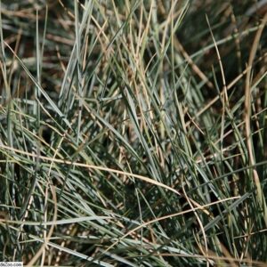 Helictotrichon sempervirens – foto illustrativa della pianta
