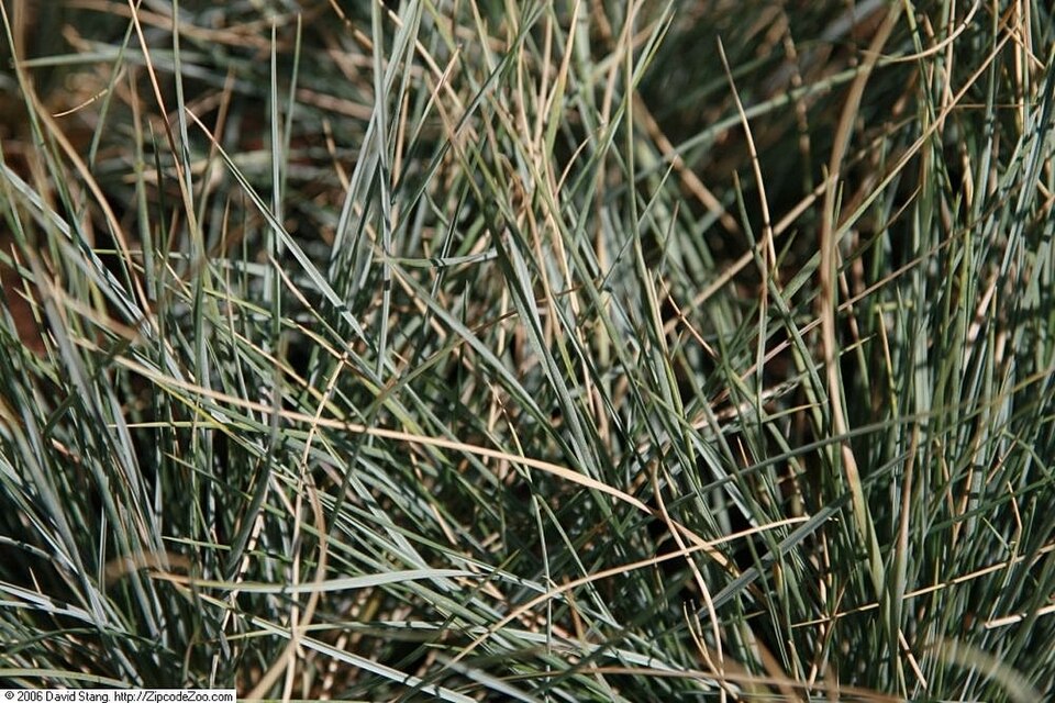 Helictotrichon sempervirens – foto illustrativa della pianta