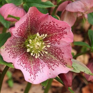 Helleborus orientalis – foto illustrativa della pianta