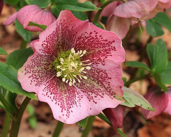 Helleborus orientalis – foto illustrativa della pianta