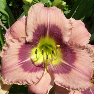 Hemerocallis ‘Always Afternoon’ – foto illustrativa della pianta