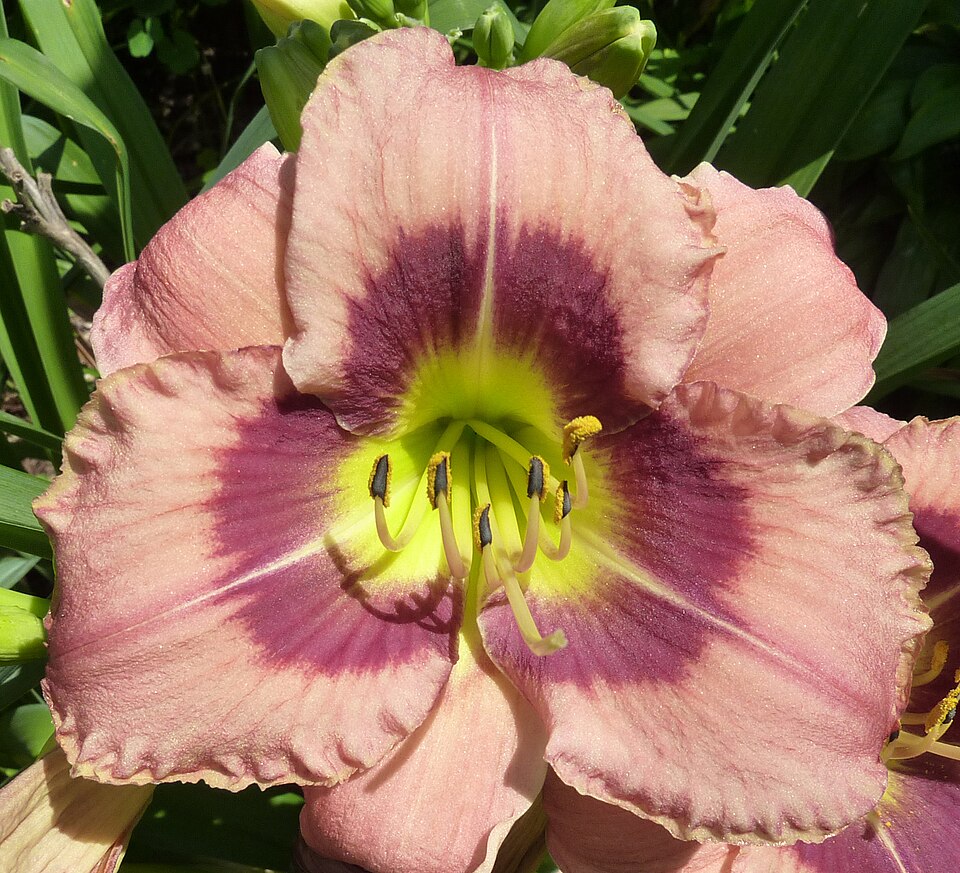 Hemerocallis ‘Always Afternoon’ – foto illustrativa della pianta