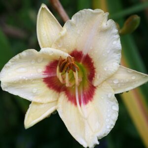 Hemerocallis ‘Custard Candy’ – foto illustrativa della pianta