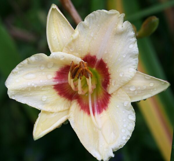 Hemerocallis ‘Custard Candy’ – foto illustrativa della pianta