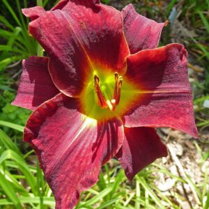 Hemerocallis ‘Ed Murray’ – foto illustrativa della pianta