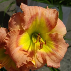 Hemerocallis ‘Elegant Candy’ – foto illustrativa della pianta