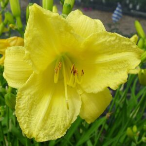 Hemerocallis ‘Happy Returns’ – foto illustrativa della pianta
