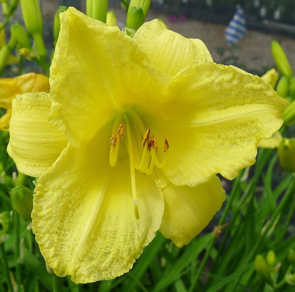 Hemerocallis ‘Happy Returns’ – foto illustrativa della pianta