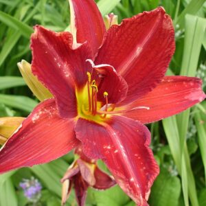 Hemerocallis ‘Anzac’