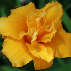 Hemerocallis ‘Condilla’ – foto illustrativa della pianta