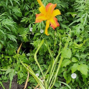 Hemerocallis ‘Frans Hals’ – foto illustrativa della pianta