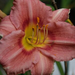 Hemerocallis ‘Rosy Returns’ – foto illustrativa della pianta