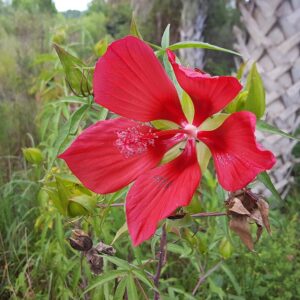 Hibiscus coccineus – foto illustrativa della pianta