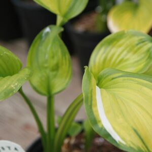 Hosta ‘Guacamole’ – foto illustrativa della pianta