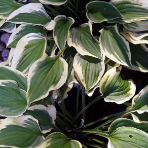 Hosta ‘Pilgrim’ – foto illustrativa della pianta