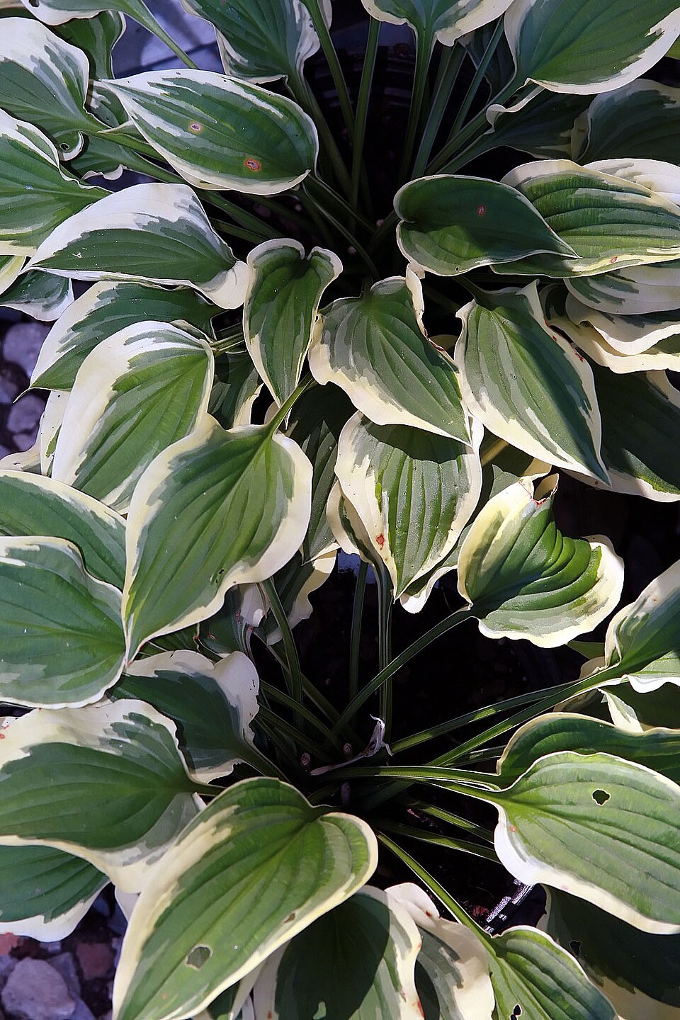 Hosta ‘Pilgrim’ – foto illustrativa della pianta