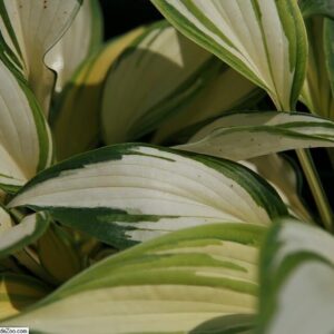 Hosta ‘Remember Me’ ® – foto illustrativa della pianta