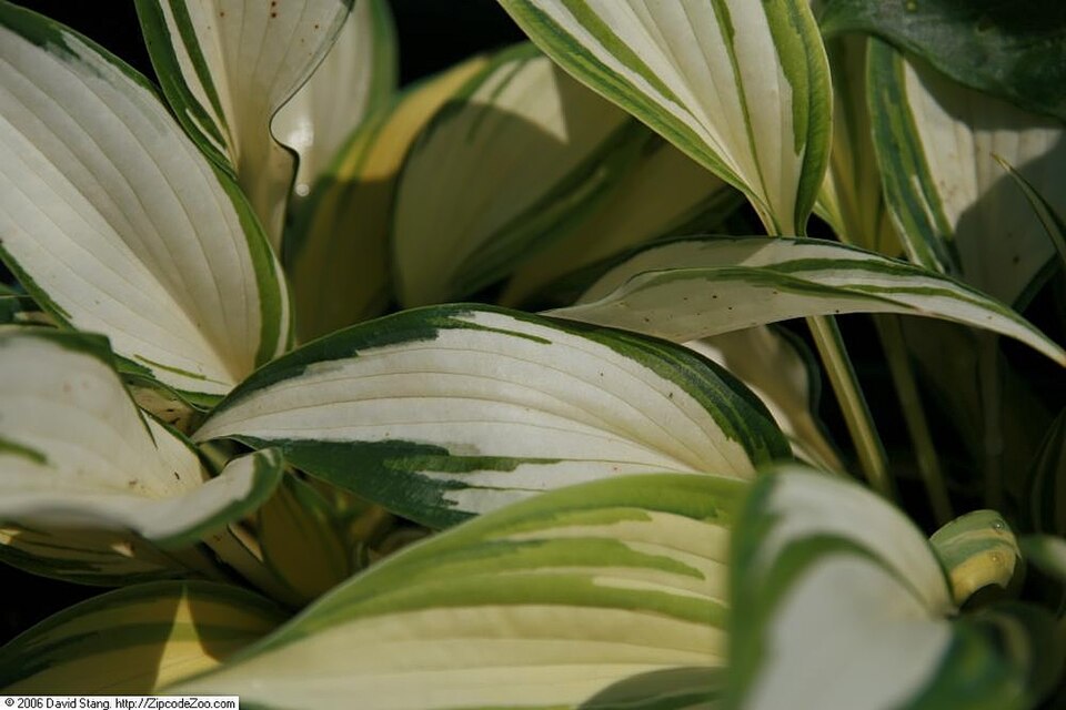 Hosta ‘Remember Me’ ® – foto illustrativa della pianta
