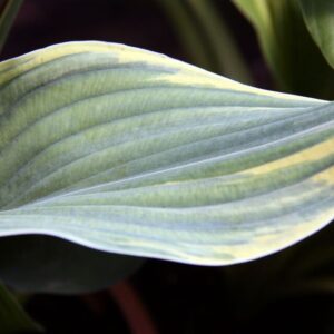 Hosta ‘Sagae’ – foto illustrativa della pianta