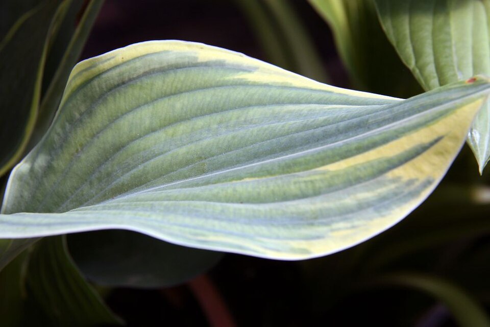 Hosta ‘Sagae’ – foto illustrativa della pianta