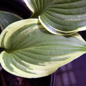 Hosta hybrida ‘Wide Brim’ – foto illustrativa della pianta