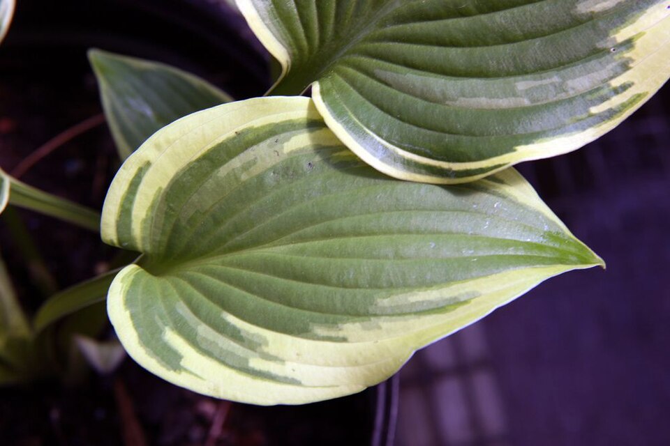 Hosta hybrida ‘Wide Brim’ – foto illustrativa della pianta