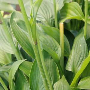 Hosta fortunei ‘Hyacinthina’ – foto illustrativa della pianta