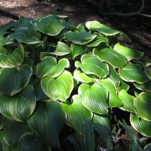 Hosta hybrida ‘Fragrant Bouquet’ – foto illustrativa della pianta