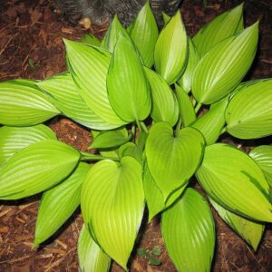 Hosta ‘June Fever’ ® – foto illustrativa della pianta