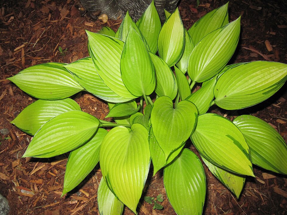 Hosta ‘June Fever’ ® – foto illustrativa della pianta