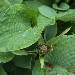 Hosta sieboldiana – foto illustrativa della pianta