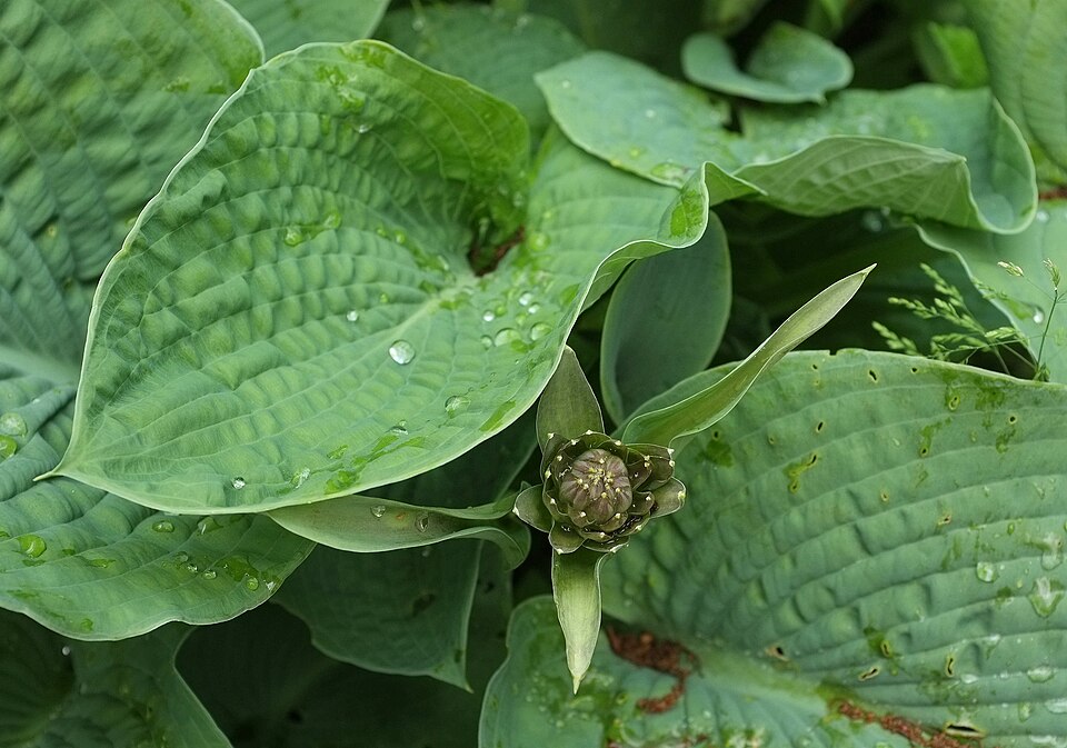 Hosta sieboldiana – foto illustrativa della pianta