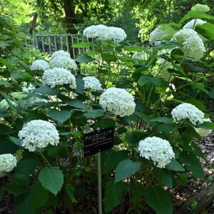 Hydrangea arborescens ‘Annabella’