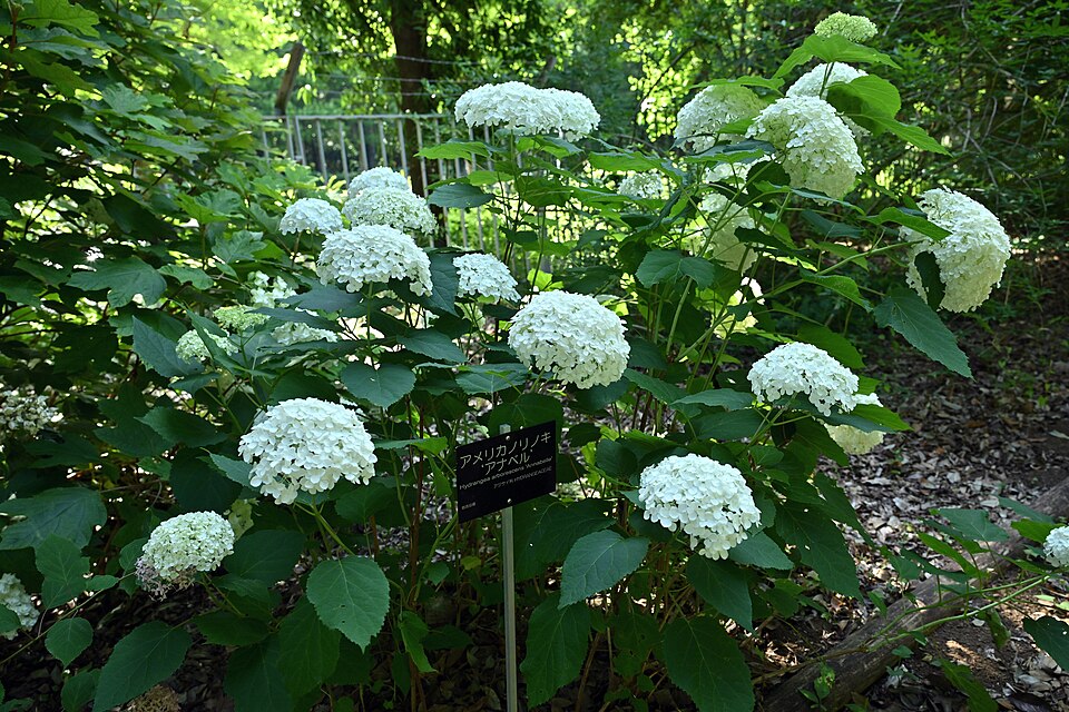 Hydrangea arborescens ‘Annabella’
