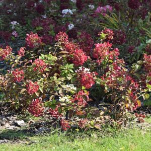 Hydrangea paniculata ‘Diamant Rouge’ ® – foto illustrativa della pianta
