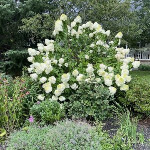 Hydrangea paniculata ‘Little Lime’ ® – foto illustrativa della pianta