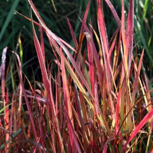 Imperata cilindrica ‘Red Baron’ – foto illustrativa della pianta