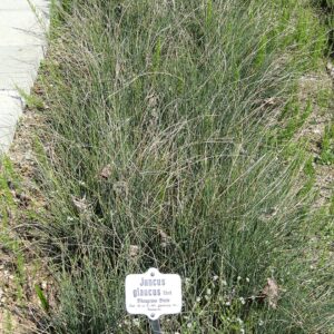 Juncus inflexus glaucus