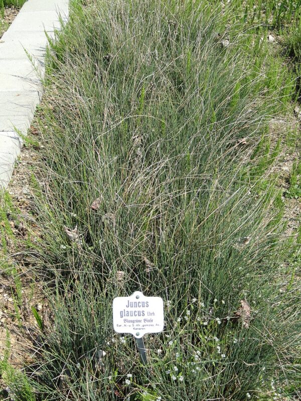 Juncus inflexus glaucus