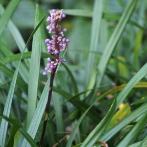 Liriope muscari ‘Moneymaker’ – foto illustrativa della pianta
