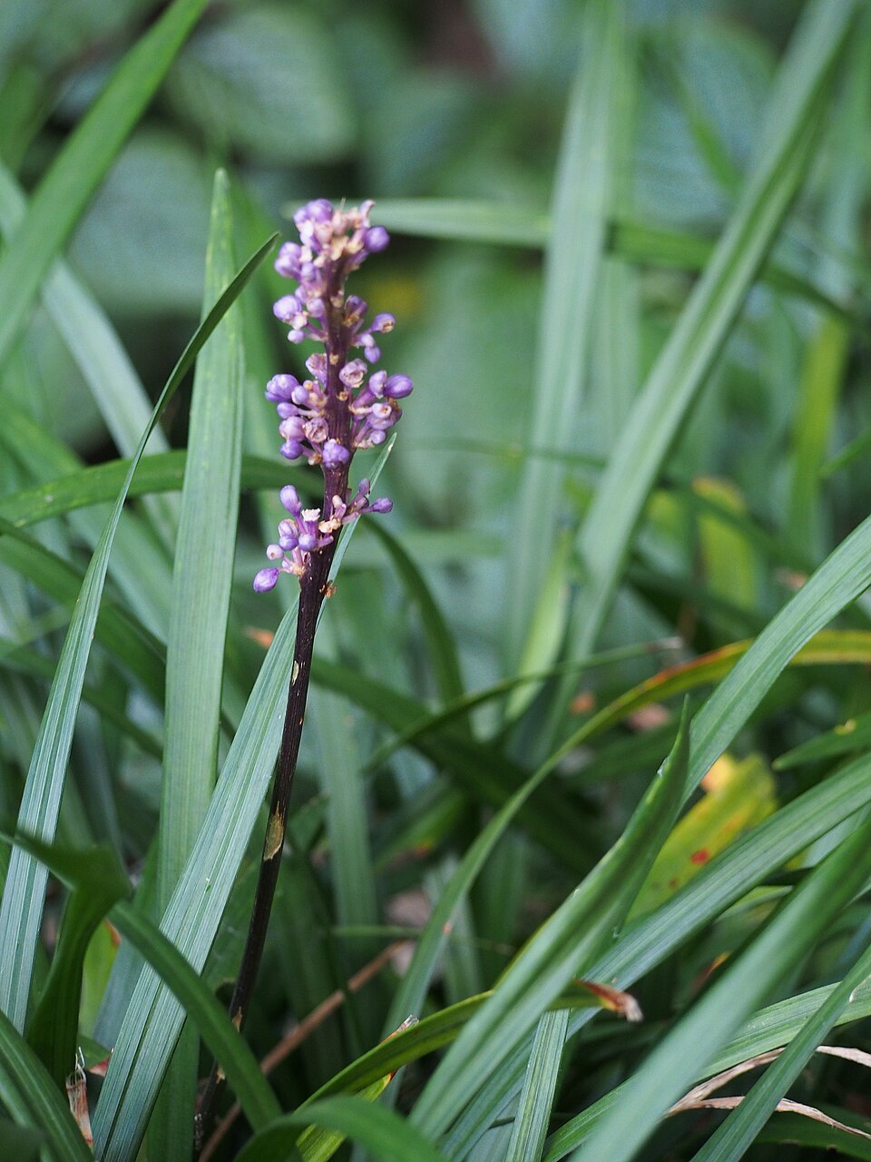 Liriope muscari ‘Moneymaker’ – foto illustrativa della pianta