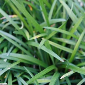 Liriope muscari ‘Big Blue’ – foto illustrativa della pianta