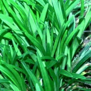 Liriope muscari ‘Monroe White’ – foto illustrativa della pianta